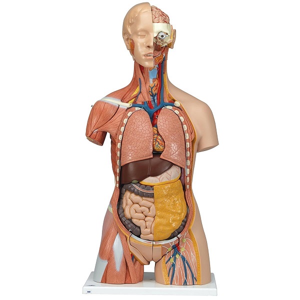 Mô Hình Cơ Vùng Bụng Bán Thân Nội Tạng Tháo Rời 31 Phần – 1000203 – 3B Scientific