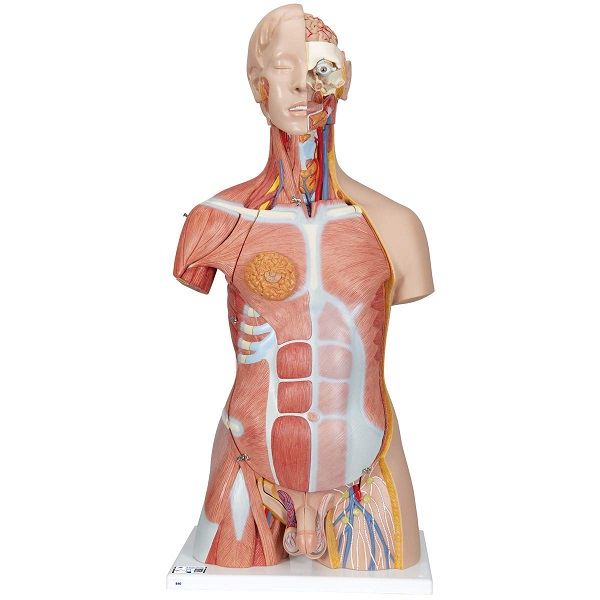 Mô Hình Cơ Vùng Bụng Bán Thân Nội Tạng Tháo Rời 31 Phần – 1000203 – 3B Scientific