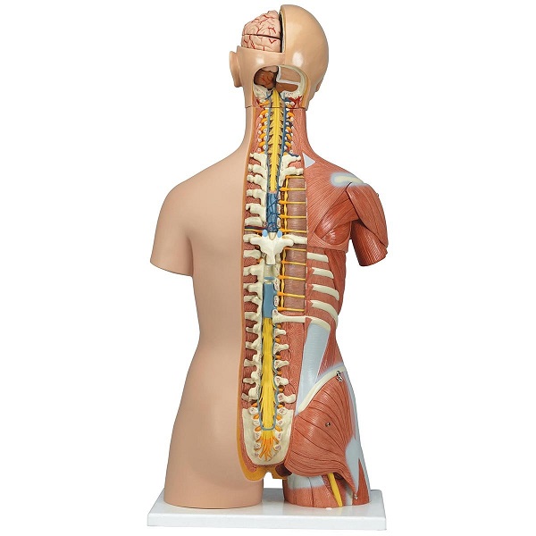 Mô Hình Cơ Vùng Bụng Bán Thân Nội Tạng Tháo Rời 31 Phần – 1000203 – 3B Scientific