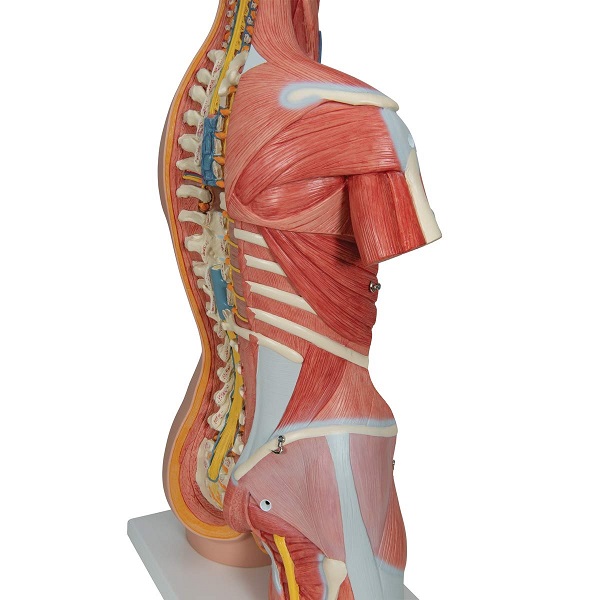 Mô Hình Cơ Vùng Bụng Bán Thân Nội Tạng Tháo Rời 31 Phần – 1000203 – 3B Scientific