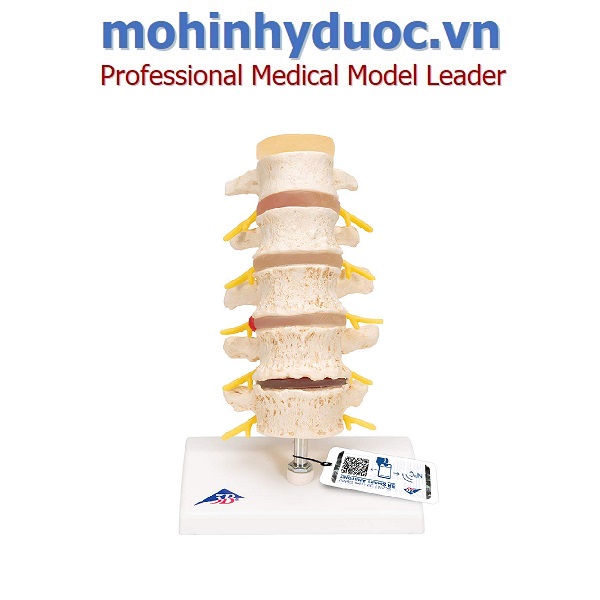 MÔ HÌNH CỘT SỐNG – 1000158 – 3B SCIENTIFIC