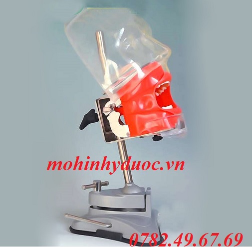 MÔ HÌNH THỰC HÀNH KHÁM RĂNG NHA KHOA