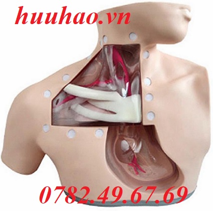 MÔ HÌNH ĐẶT CATHETER TĨNH MẠCH TRUNG TÂM