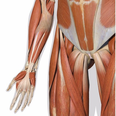 MÔ HÌNH GIẢI PHẪU CƠ THỂ NGƯỜI NAM 3D