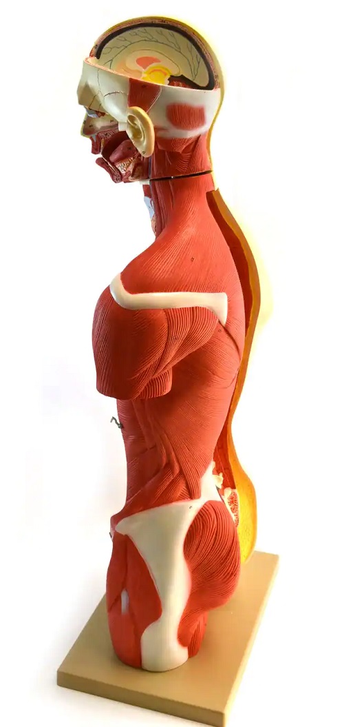 MÔ HÌNH GIẢI PHẪU CƠ THỂ NGƯỜI BÁN THÂN 70CM 19 PHẦN