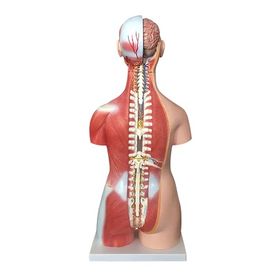 MÔ HÌNH GIẢI PHẪU BÁN THÂN KÈM NỘI TẠNG 85CM VỚI 30 BỘ PHẬN