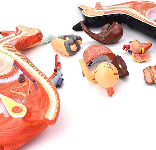 MÔ HÌNH GIẢI PHẪU CHÓ CAO CẤP