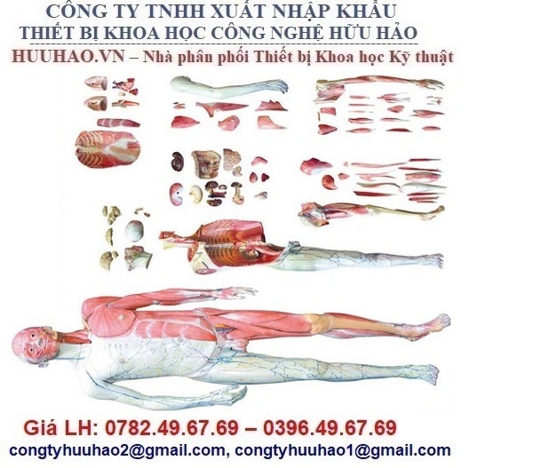 MÔ HÌNH GIẢI PHẪU CƠ THỂ NGƯỜI 170CM         