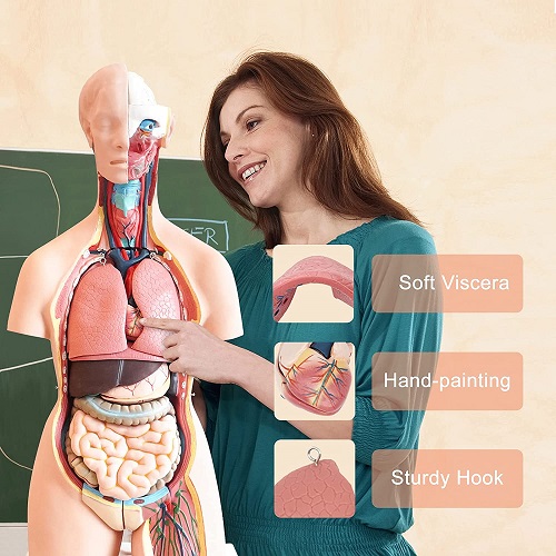MÔ HÌNH GIẢI PHẪU  CƠ THỂ NGƯỜI KÈM NỘI TẠNG 85CM 33 BỘ PHẬN CÓ THỂ THÁO RỜI