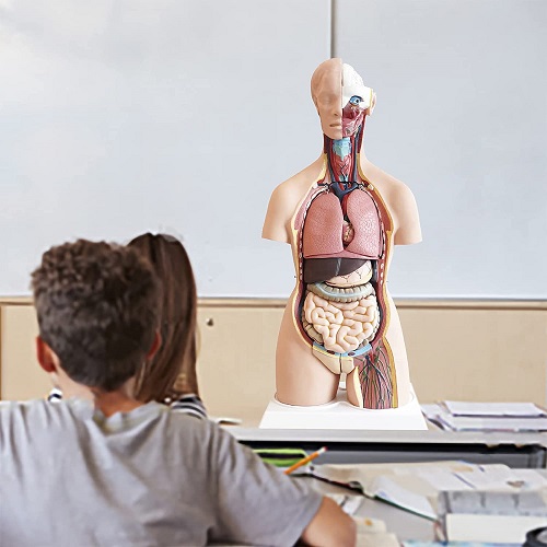 MÔ HÌNH GIẢI PHẪU  CƠ THỂ NGƯỜI KÈM NỘI TẠNG 85CM 33 BỘ PHẬN CÓ THỂ THÁO RỜI