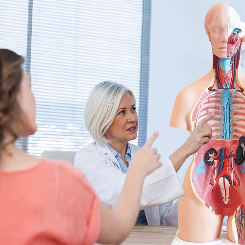 MÔ HÌNH GIẢI PHẪU  CƠ THỂ NGƯỜI KÈM NỘI TẠNG 85CM 33 BỘ PHẬN CÓ THỂ THÁO RỜI