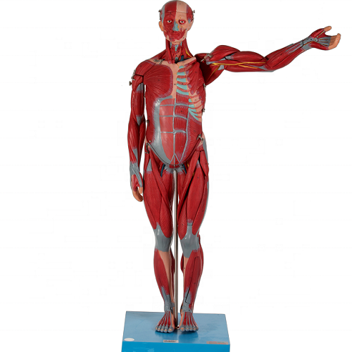 MÔ HÌNH GIẢI PHẪU CƠ THỂ NGƯỜI TOÀN THÂN CÓ CƠ QUAN NỘI TẠNG 170CM GD/A11301/2
