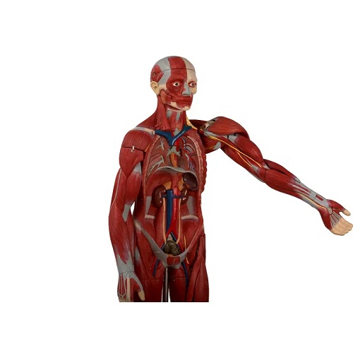 MÔ HÌNH GIẢI PHẪU CƠ THỂ NGƯỜI TOÀN THÂN CÓ CƠ QUAN NỘI TẠNG 170CM GD/A11301/2