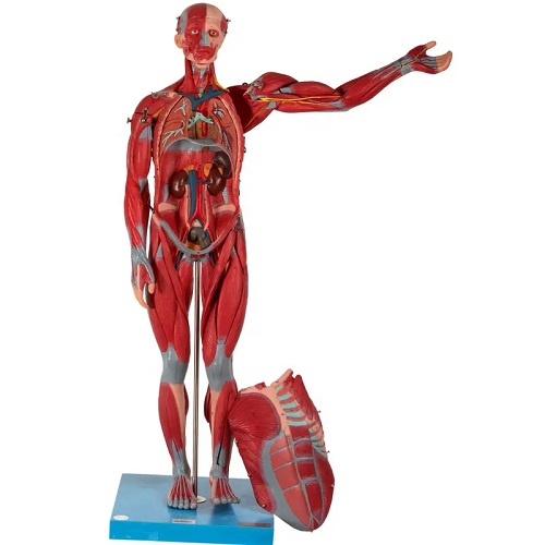 MÔ HÌNH GIẢI PHẪU CƠ THỂ NGƯỜI TOÀN THÂN CÓ CƠ QUAN NỘI TẠNG 170CM GD/A11301/2