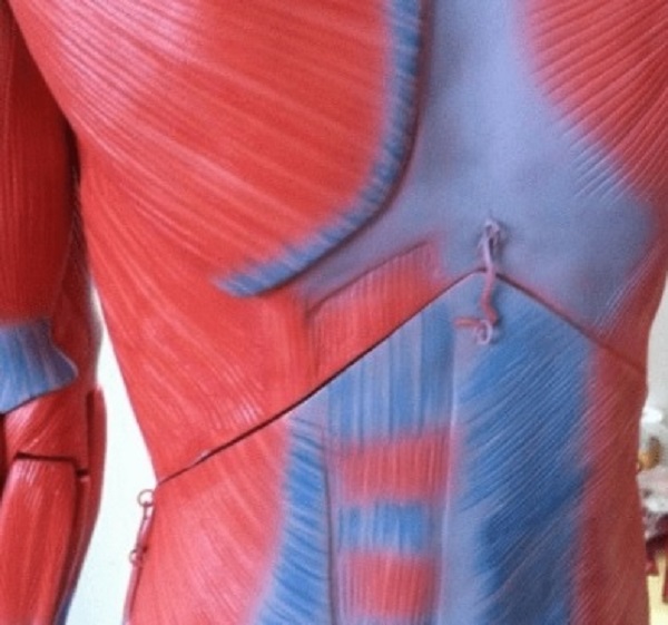 MÔ HÌNH GIẢI PHẪU BÓC TÁCH TỪNG LỚP CƠ