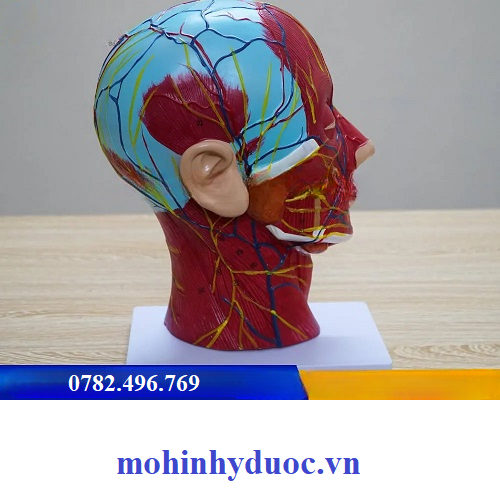 MÔ HÌNH CẤU TẠO CƠ, THẦN KINH, MẠCH MÁU ĐẦU (CẮT DỌC VÙNG ĐẦU CỔ)