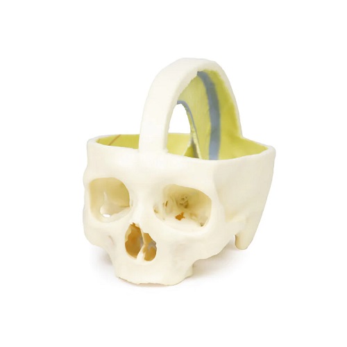 MÔ HÌNH HỘP SỌ MÀNG CỨNG IN 3D MP1610 ERLER ZIMMER