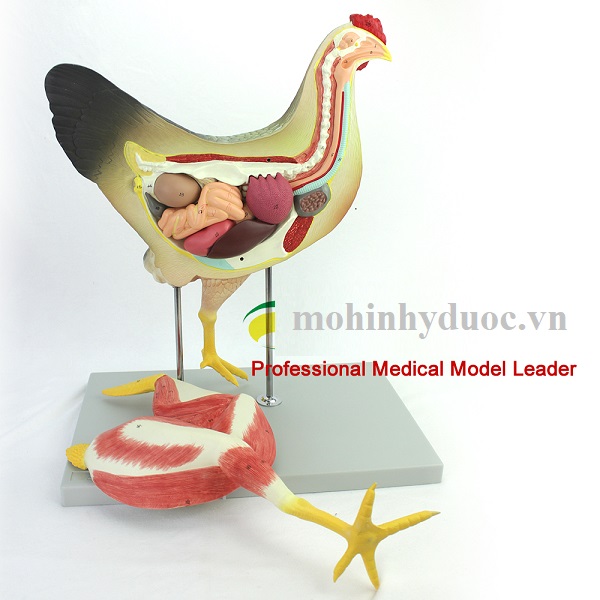 Mô Hình Giải Phẫu Gà