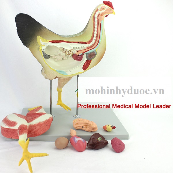 Mô Hình Giải Phẫu Gà