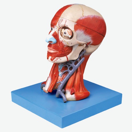 MÔ HÌNH GIẢI PHẪU HỆ CƠ XƯƠNG ĐẦU MẶT CỔ GD/A18211