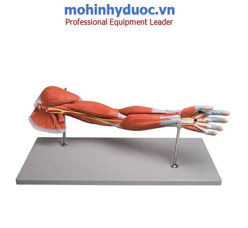 MÔ HÌNH GIẢI PHẨU HỆ CƠ, XƯƠNG, KHỚP CHI TRÊN