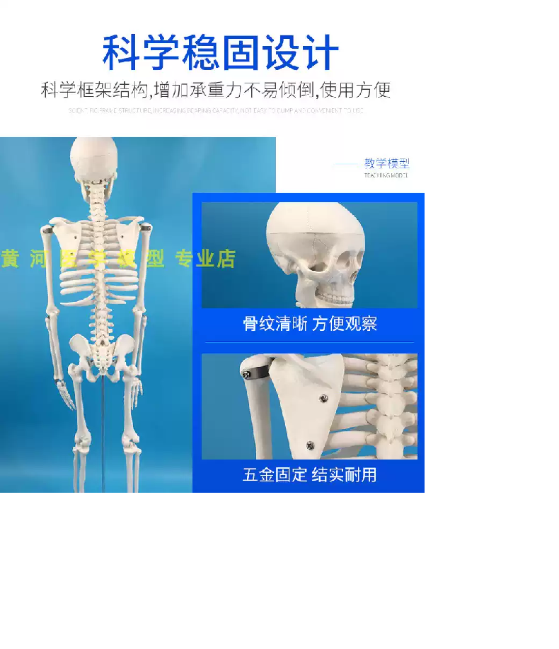 MÔ HÌNH HỆ XƯƠNG NGƯỜI 85CM - TỶ LỆ 1:2