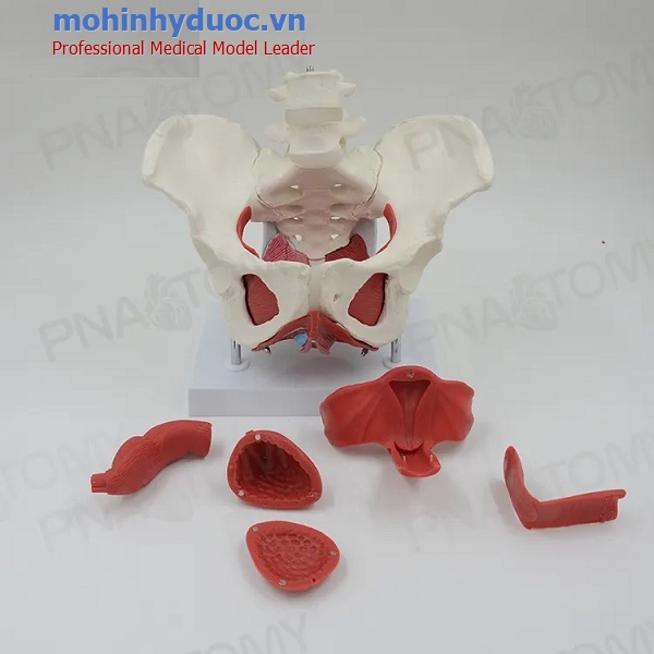 MÔ HÌNH GIẢI PHẪU KHUNG CHẬU NỮ