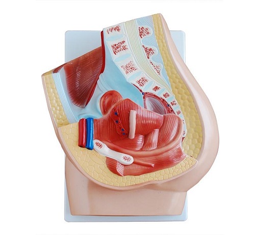 MÔ HÌNH GIẢI PHẪU KHUNG CHẬU NỮ KÍCH THƯỚC THẬT 2 PHẦN