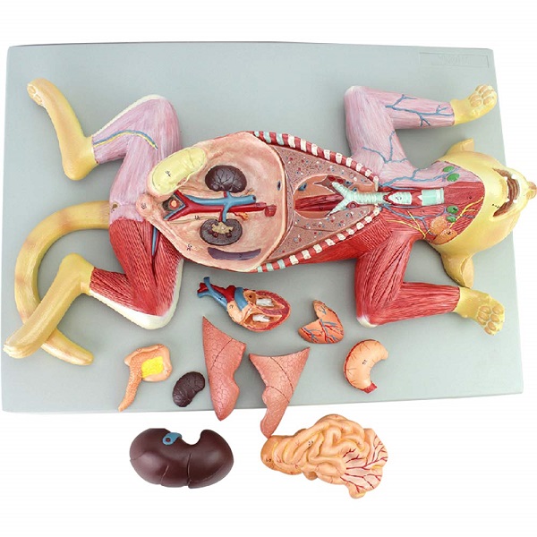 Mô hình giải phẫu mèo