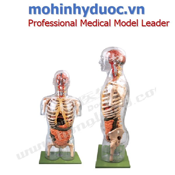 Mô hình giải phẫu nội tạng người GD/A10004