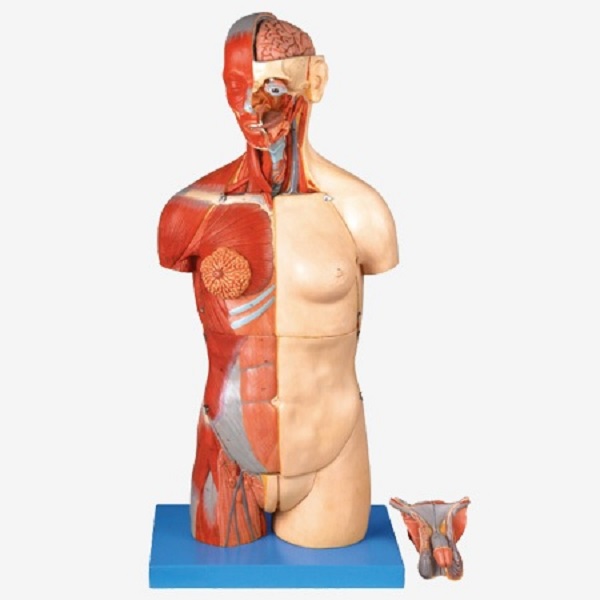 MÔ HÌNH GIẢI PHẪU PHẦN THÂN MÌNH GD/A10003