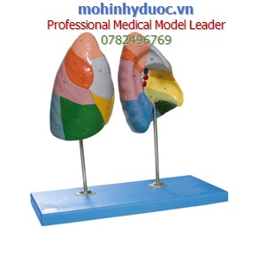 MÔ HÌNH GIẢI PHẪU PHỔI 2 PHẦN GD/A13010