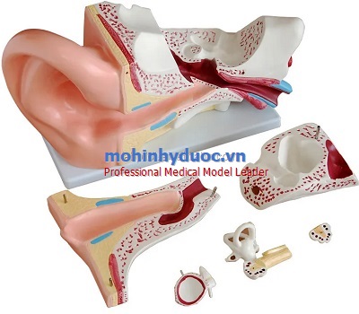 MÔ HÌNH GIẢI PHẪU TAI PHÓNG ĐẠI GẤP 5 LẦN