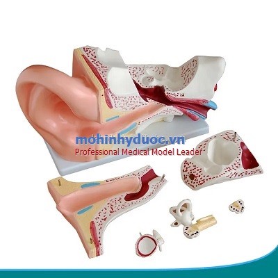 MÔ HÌNH GIẢI PHẪU TAI PHÓNG ĐẠI GẤP 5 LẦN