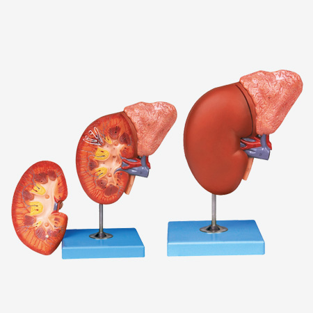 MÔ HÌNH TỤY TẠNG KÈM LÁ LÁCH VÀ TÁ TRÀNG GD/A12004 MODEL: GD/A12004