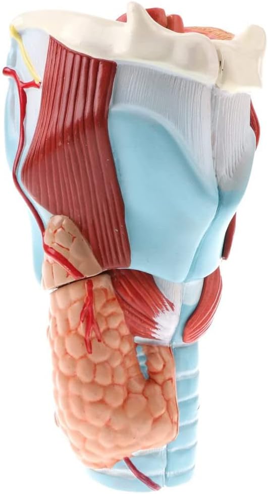 MÔ HÌNH GIẢI PHẪU THANH QUẢN CON NGƯỜI