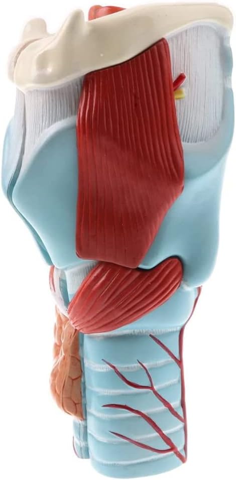 MÔ HÌNH GIẢI PHẪU THANH QUẢN CON NGƯỜI