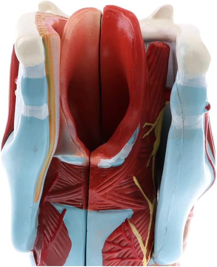 MÔ HÌNH GIẢI PHẪU THANH QUẢN CON NGƯỜI