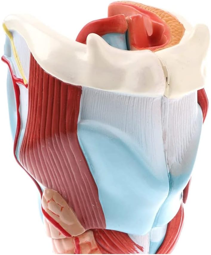 MÔ HÌNH GIẢI PHẪU THANH QUẢN CON NGƯỜI