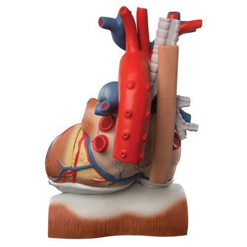 Mô hình tim với cơ hoành, 3 lần kích thước thật, 10 phần với mã giải phẫu thông minh - 1008547 - Đức