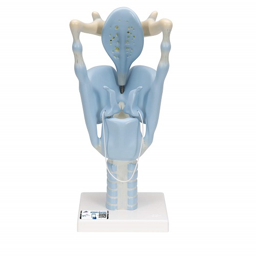 MÔ HÌNH GIẢI PHẪU THANH QUẢN KÍCH THƯỚC GẤP 3 LẦN. MODEL: 1001242 [VC219]