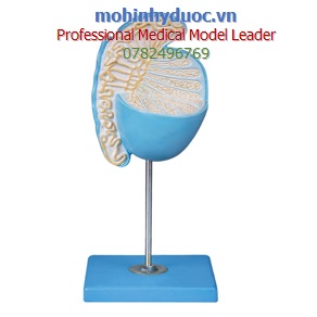 MÔ HÌNH GIẢI PHẪU TINH HOÀN GD/A15103