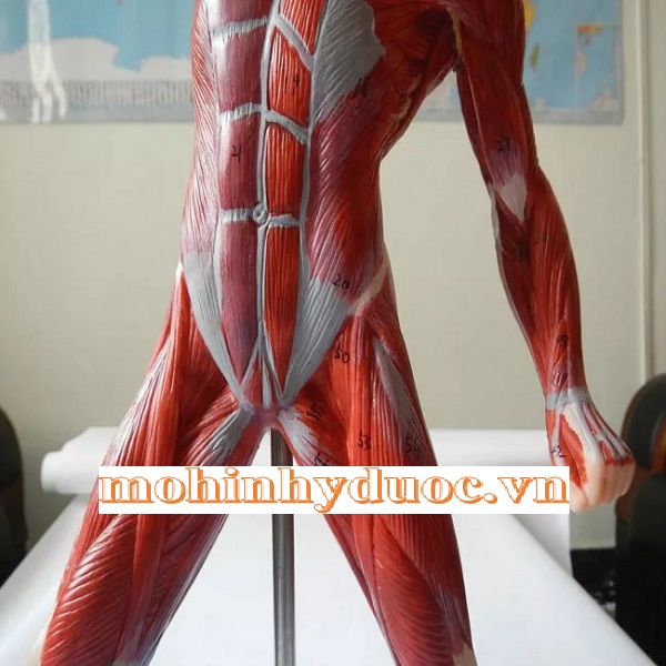 MÔ HÌNH GIẢI PHẪU CƠ NÔNG CỦA CƠ THỂ NGƯỜI