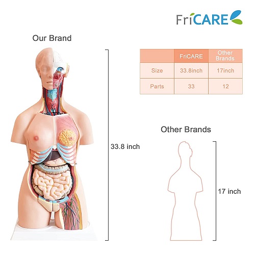 MÔ HÌNH GIẢI PHẪU  CƠ THỂ NGƯỜI KÈM NỘI TẠNG 85CM 33 BỘ PHẬN CÓ THỂ THÁO RỜI