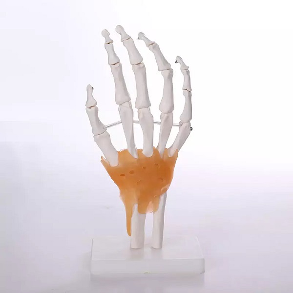 Mô hình giải phẫu xương bàn tay có dây chằng, kích thước thật tỷ lệ 1:1