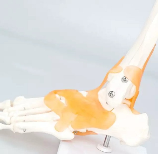 Mô Hình Khớp Cổ Chân có dây chằng, kích thước thực tế tỷ lệ 1:1