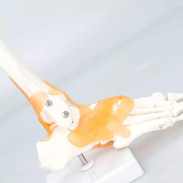 Mô Hình Khớp Cổ Chân có dây chằng, kích thước thực tế tỷ lệ 1:1