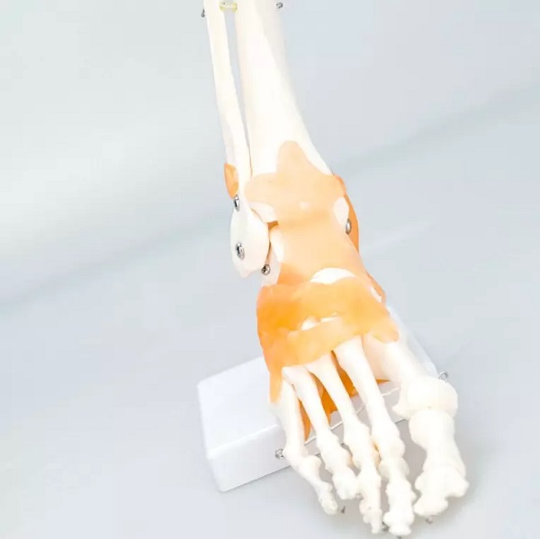 Mô Hình Khớp Cổ Chân có dây chằng, kích thước thực tế tỷ lệ 1:1