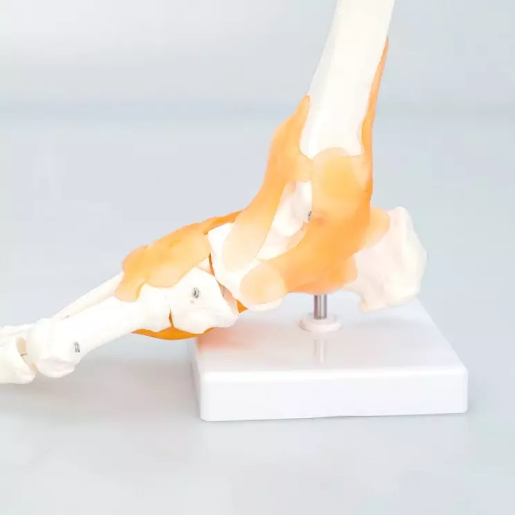 Mô Hình Khớp Cổ Chân có dây chằng, kích thước thực tế tỷ lệ 1:1