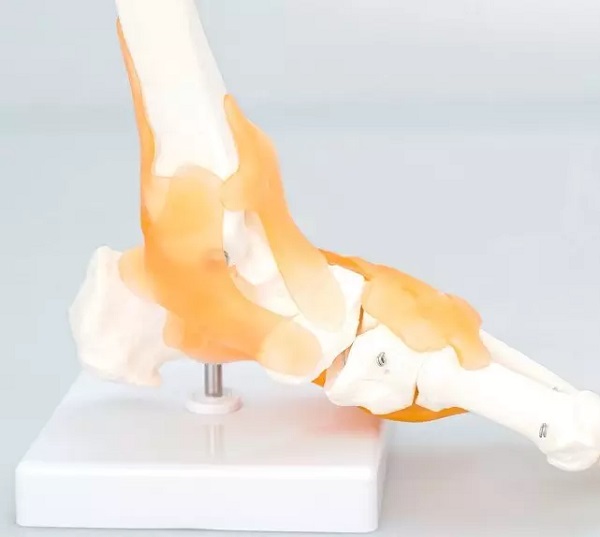 Mô Hình Khớp Cổ Chân có dây chằng, kích thước thực tế tỷ lệ 1:1